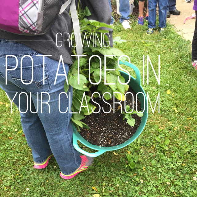 Growing Potatoes in your classroom