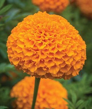 Who’s Your Marigold?